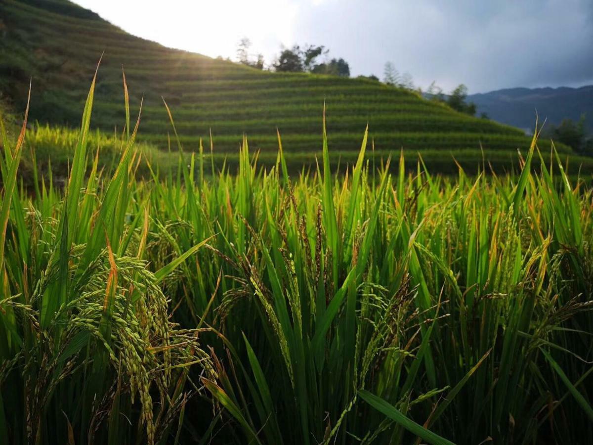 Longji Terrace La Vie Inn หลงเซิง ภายนอก รูปภาพ